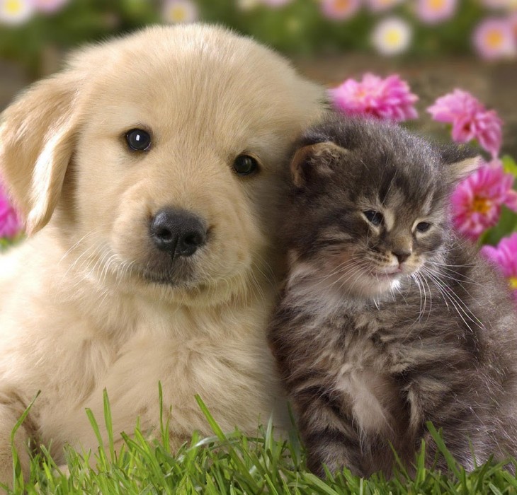 Cats And Dog Wallpaper HD In The Ments For More