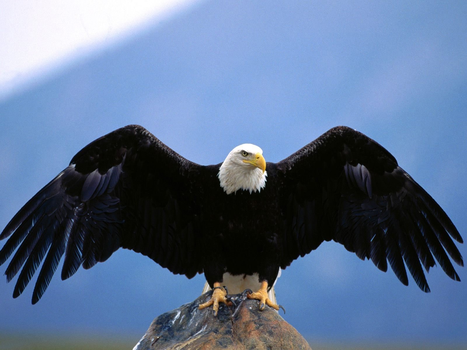 Eagle Flying Hd Images Jpg