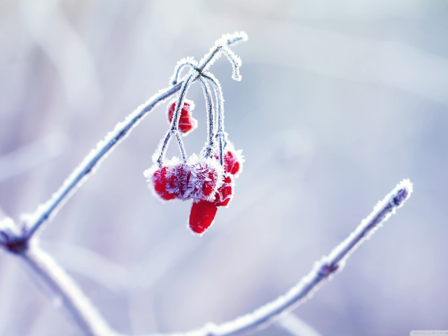 Frozen Berries Wallpaper And Image Pictures Photos