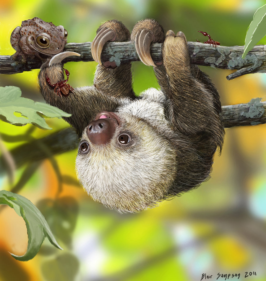 Nature S Kawaii Baby Sloth By Psithyrus