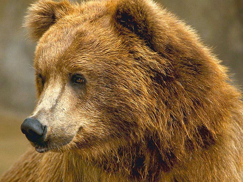 7art Bears Screensaver Brown And Pole In Beautiful Slide Show