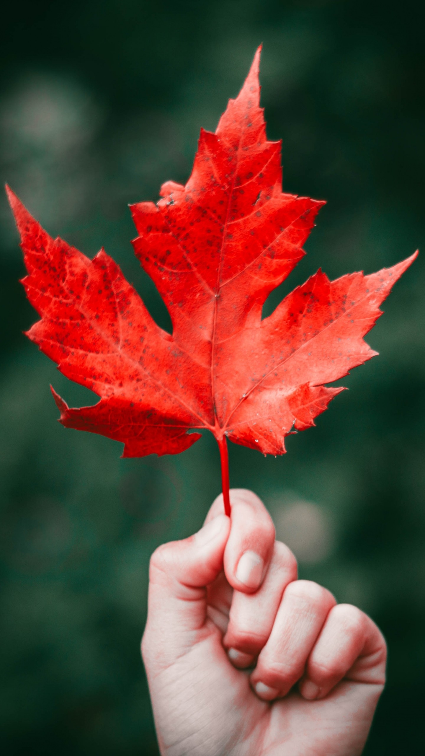 Maple Leaf Autumn Hand Wallpaper