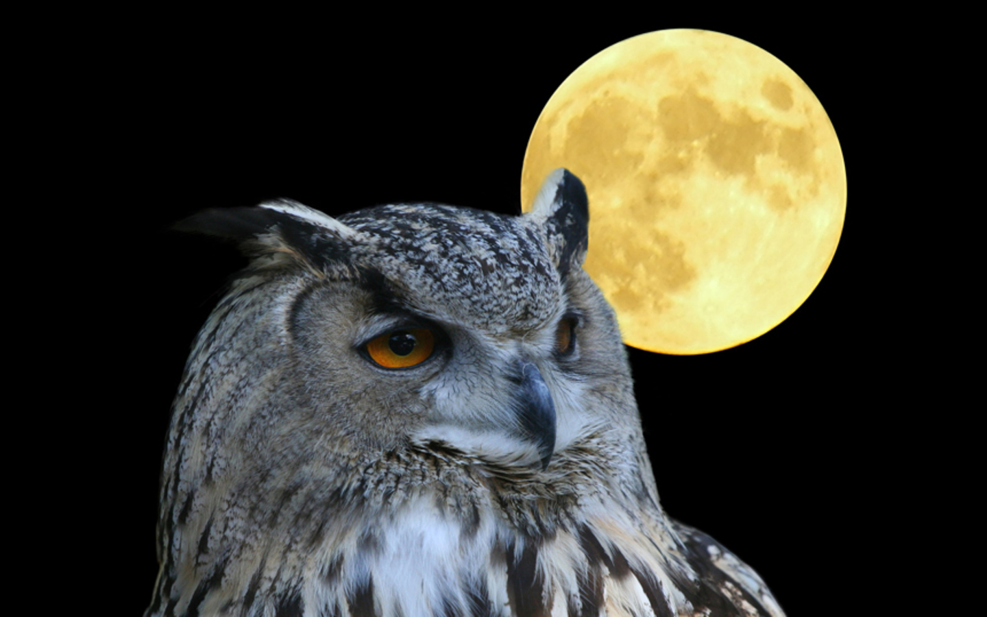 Owl Moon Wallpaper photo and wallpaper All Owl Moon Wallpaper