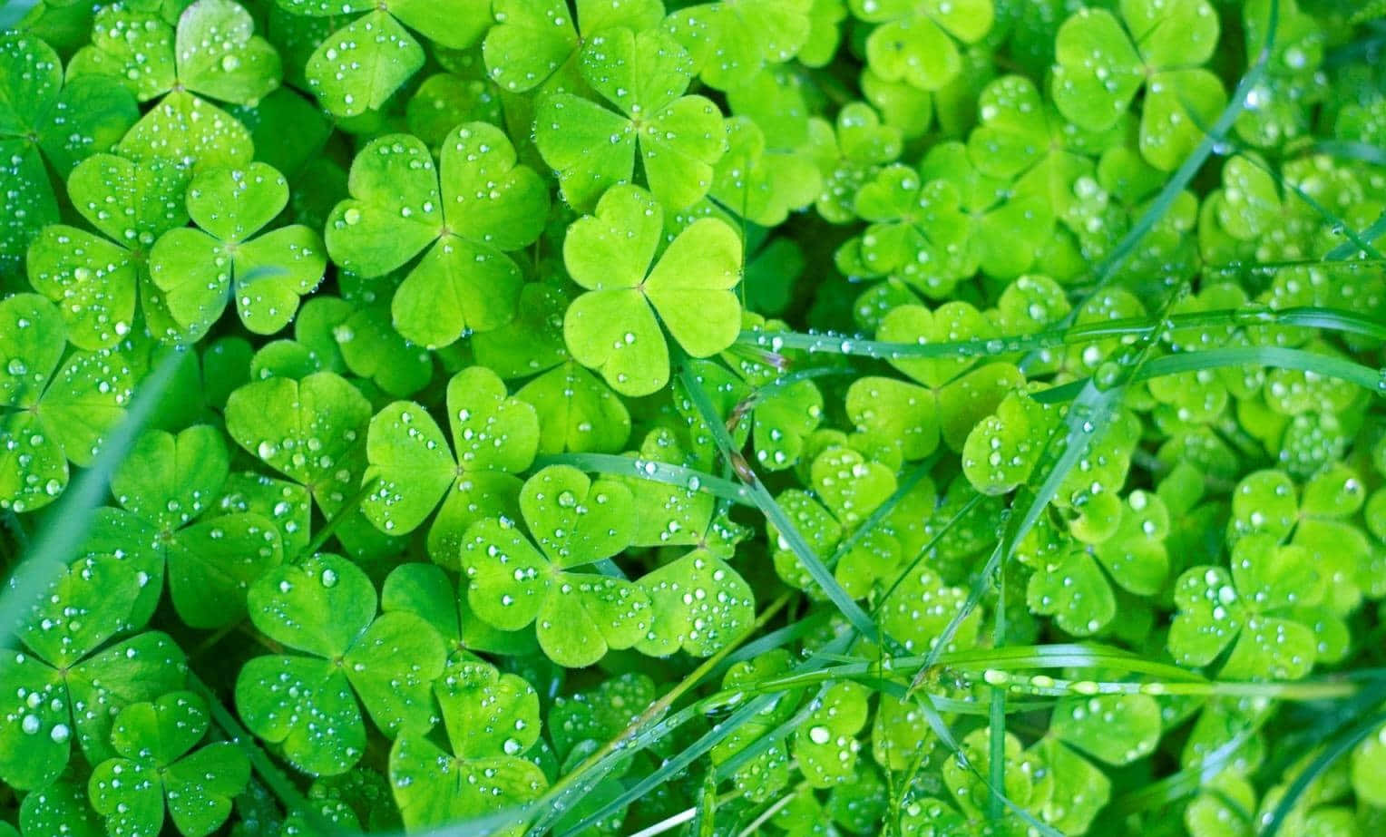 Celtic Irish Ade3dcbjwta62ger Wallpaper