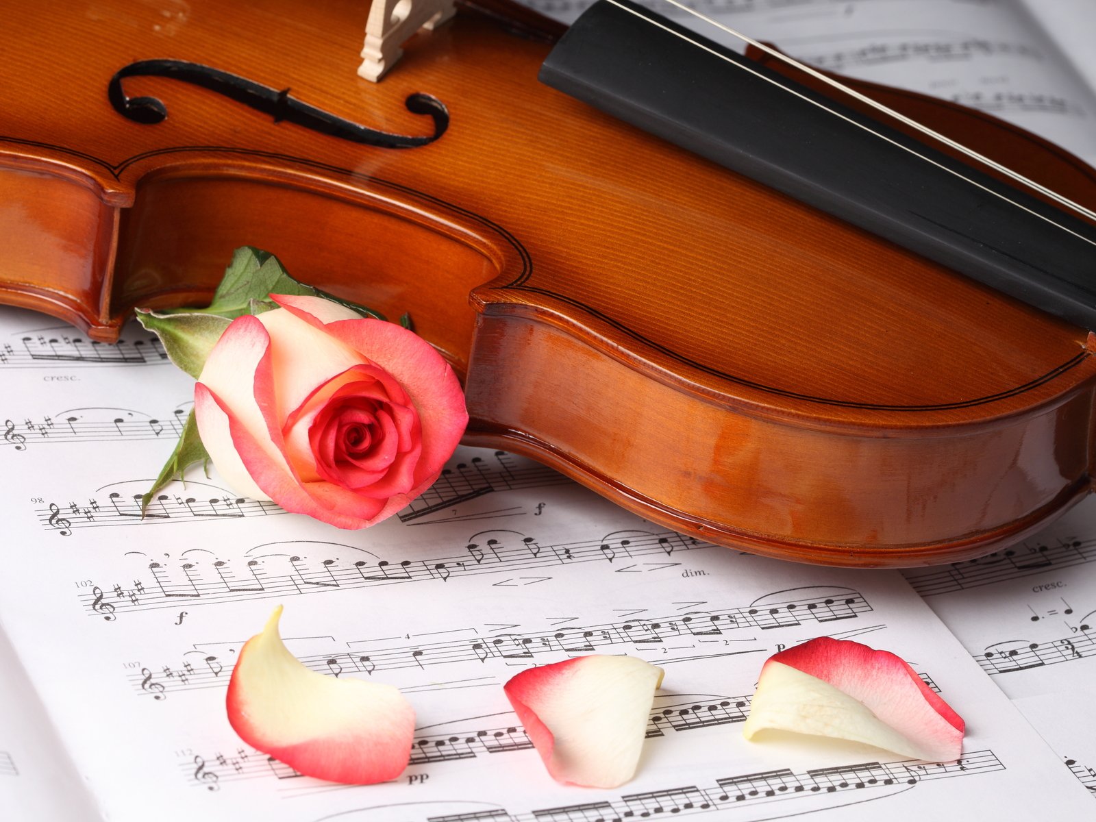Violin Wallpaper