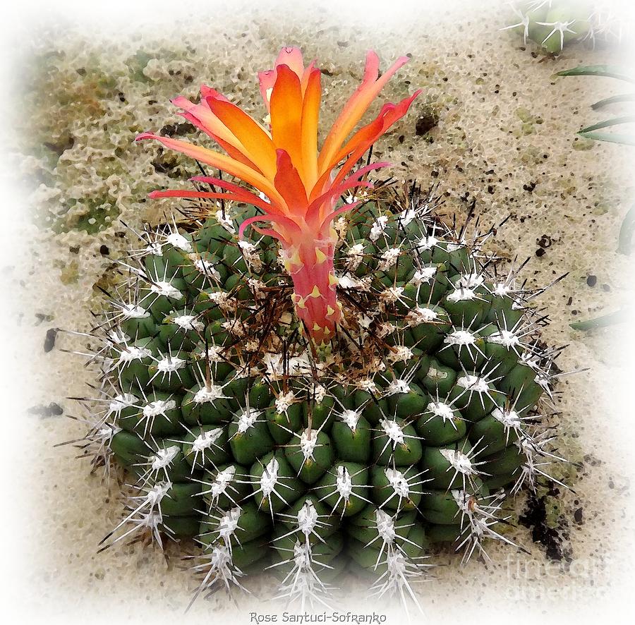 Cactus Flower Watercolor With Orange