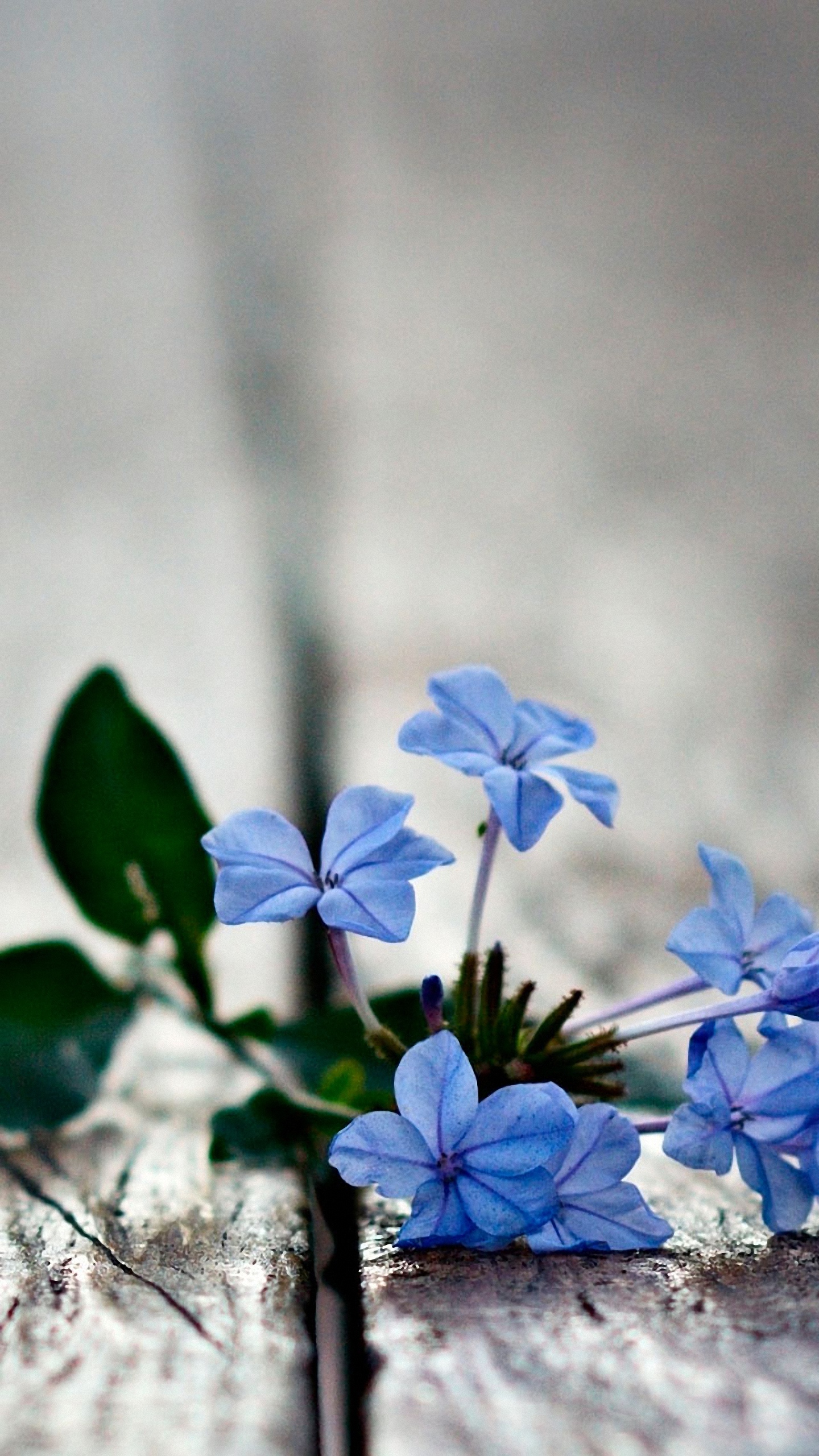 Your Mobile Phone HD Blue Flowers Wallpaper