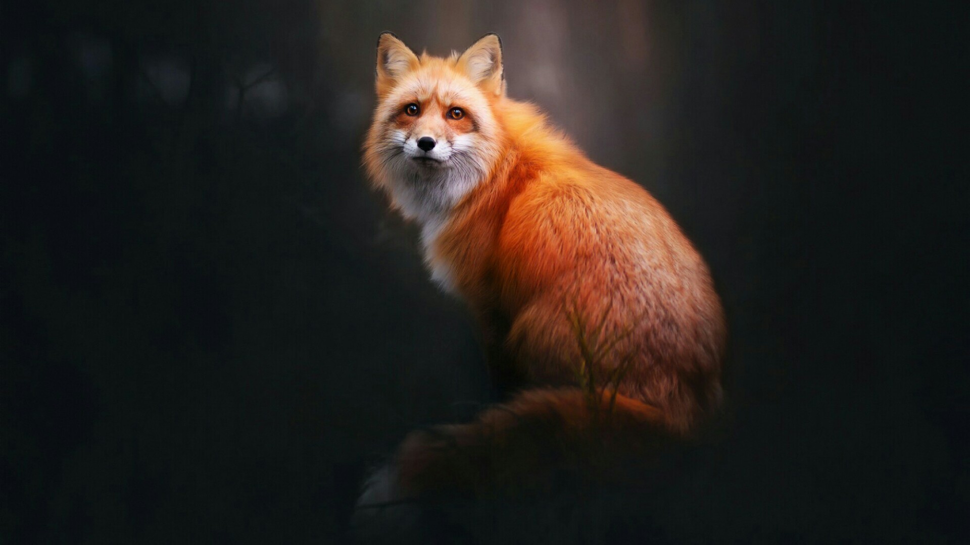 75 Fox Wallpapers on WallpaperPlay