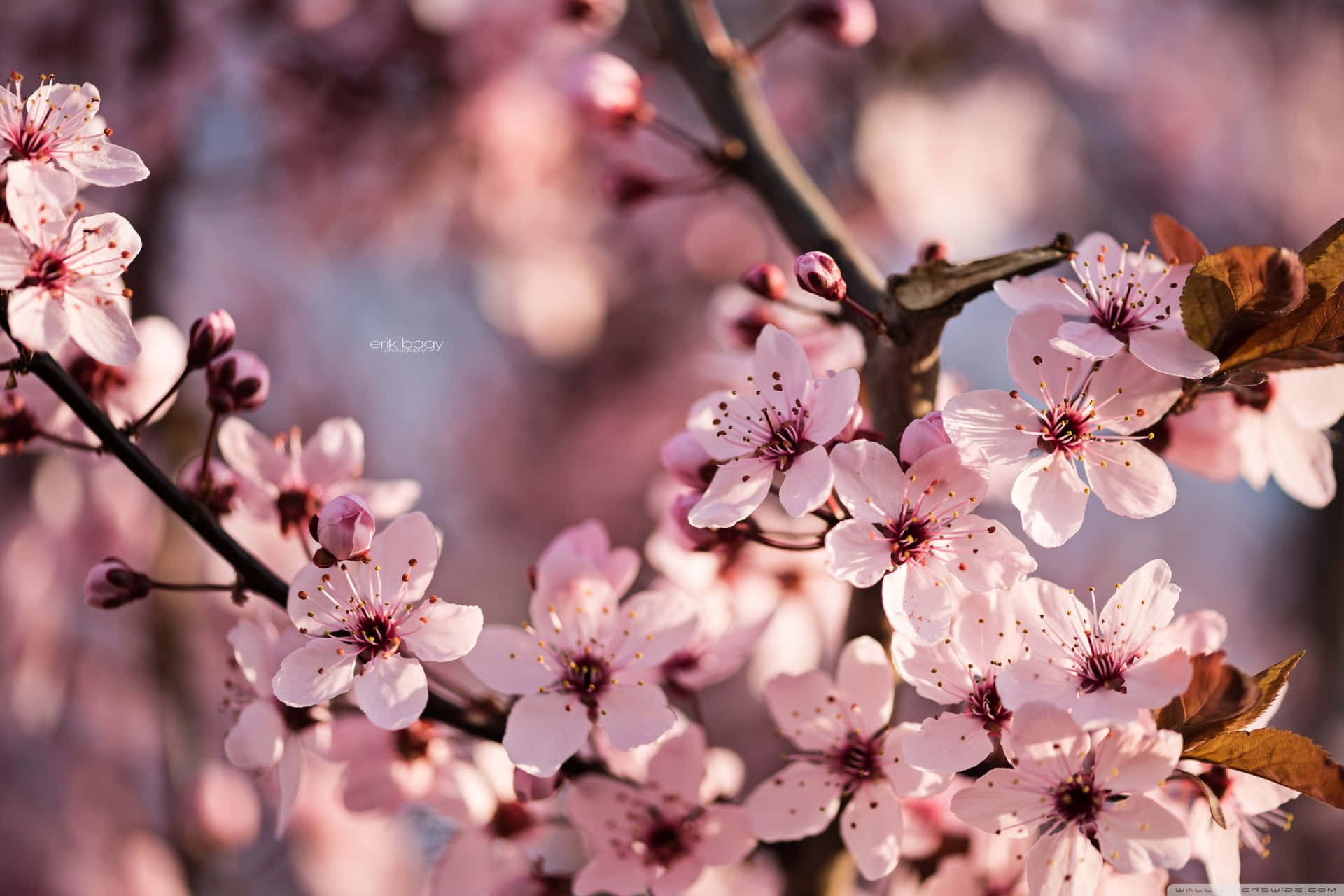 Sakura Pc Wallpaper