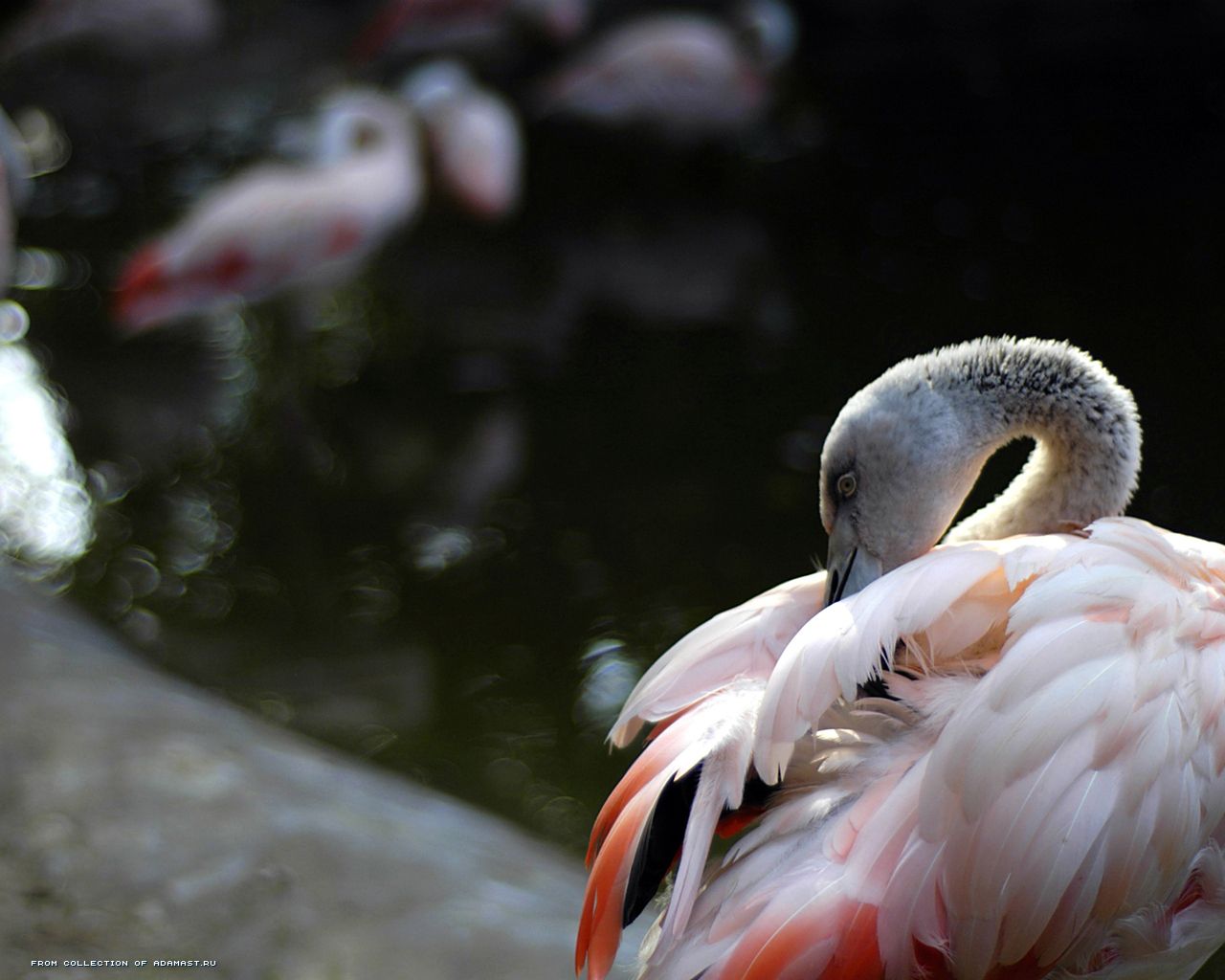 The Cat Flamingo Birds Wallpaper Pink
