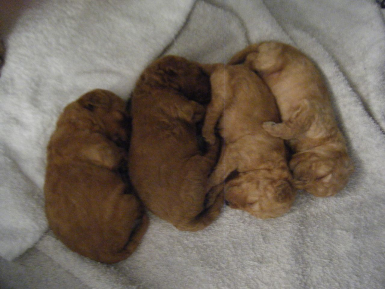 Toy Poodle Puppies Id