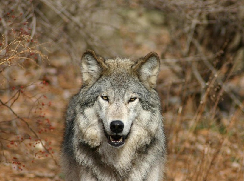 Timberwolf Wallpaper Hout Wolf