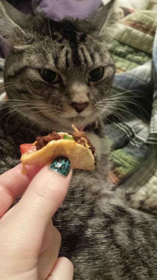 Cat Should Be A Lot More Excited For This Adorable Mini Taco