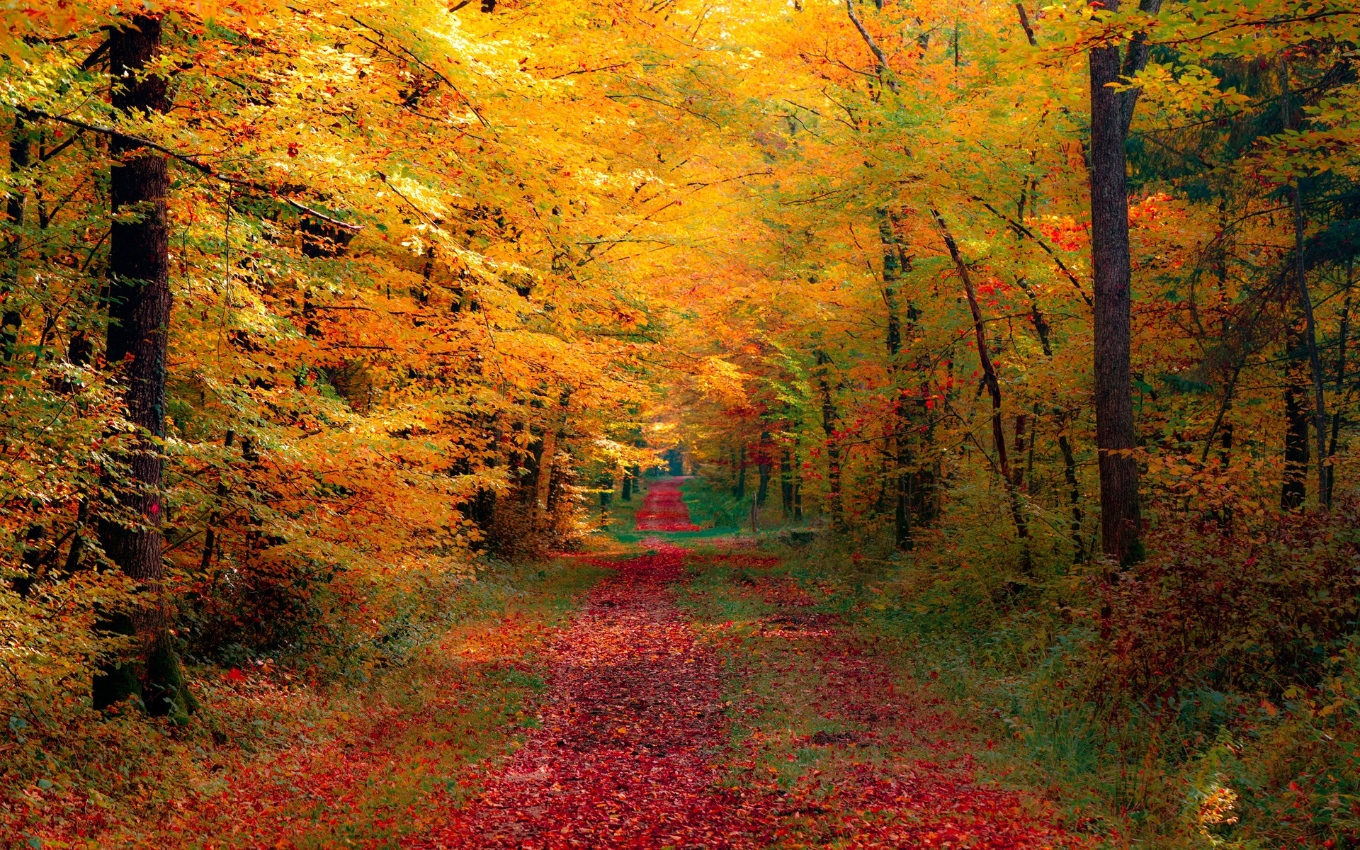 Autumn Forest Desktop Pc And Mac Wallpaper