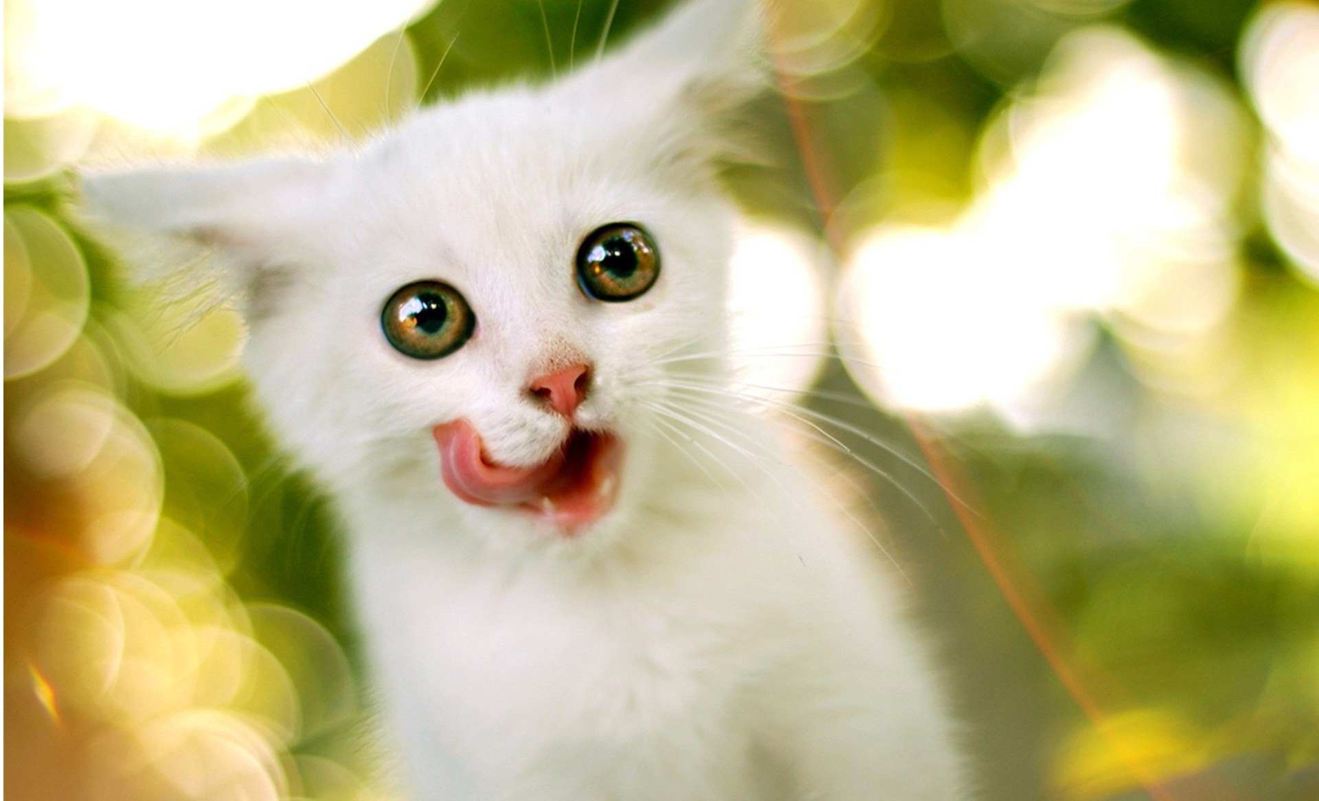 Cute White Cat Wallpapers HD Wallpaper