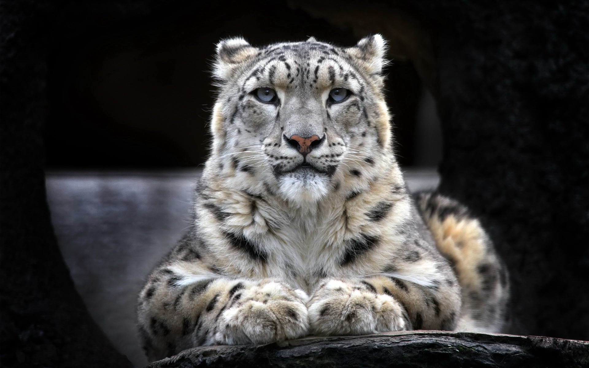 A majestic snow leopard resting on a rock, its piercing blue eyes gazing directly at the viewer