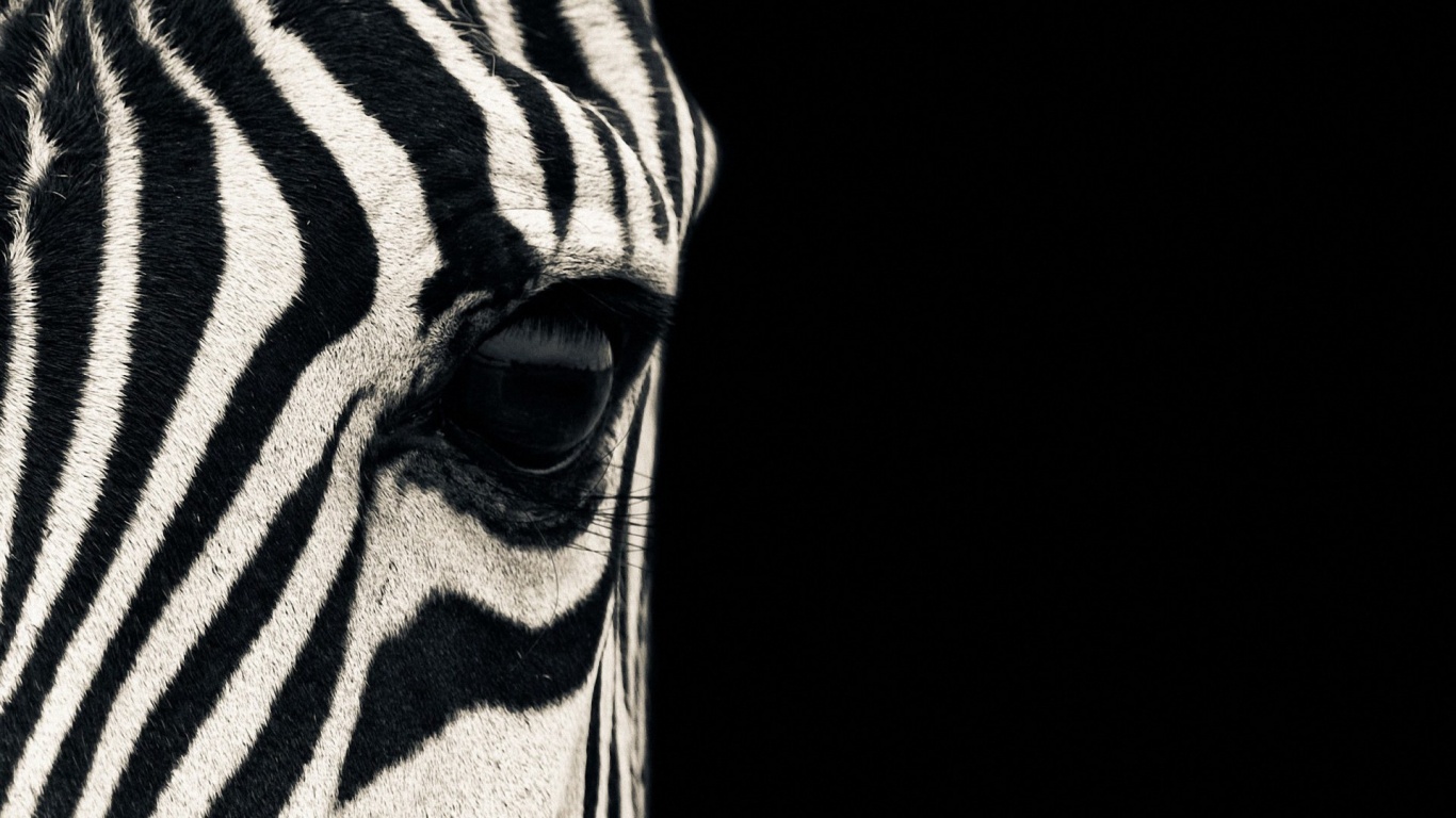 Zebra Desktop Pc And Mac Wallpaper