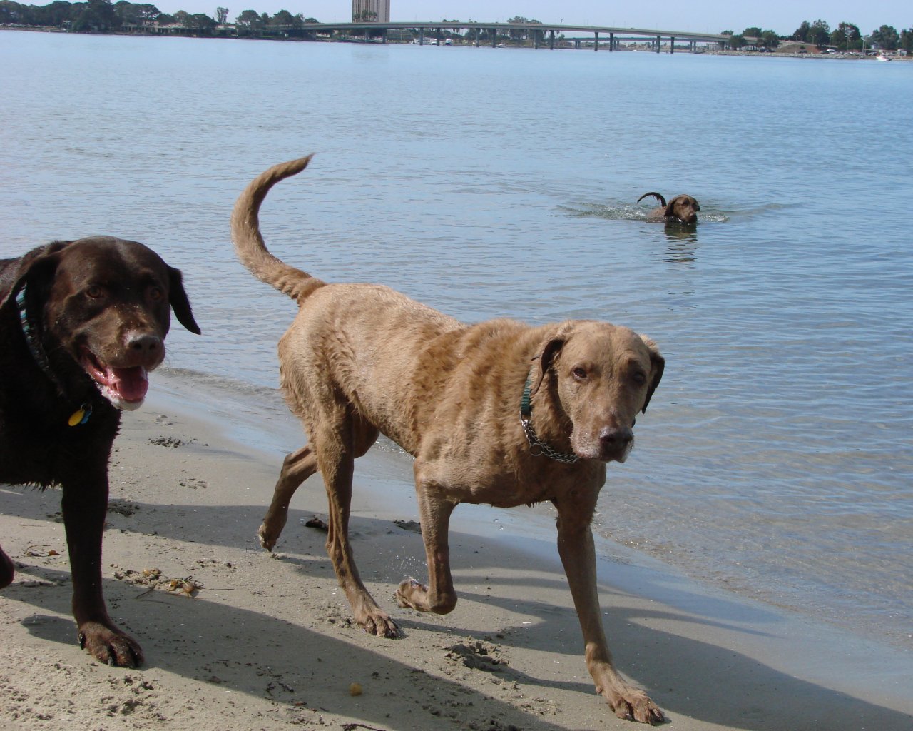 Chesapeake Bay Retriever Wallpaper Puppy Pictures Breed Info
