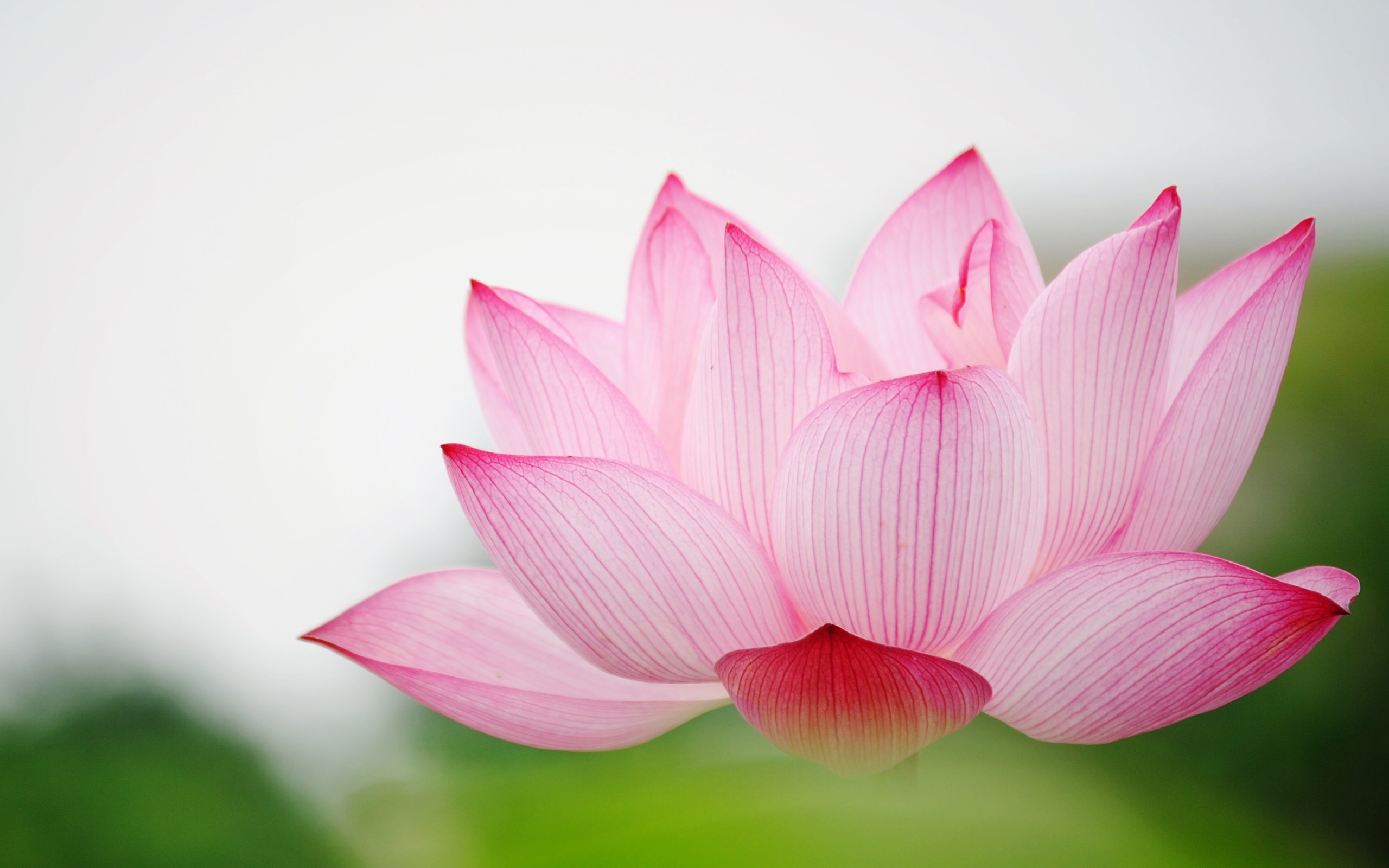 Flower Garden Love Pink Lily Lotus Hd Wallpaper Background