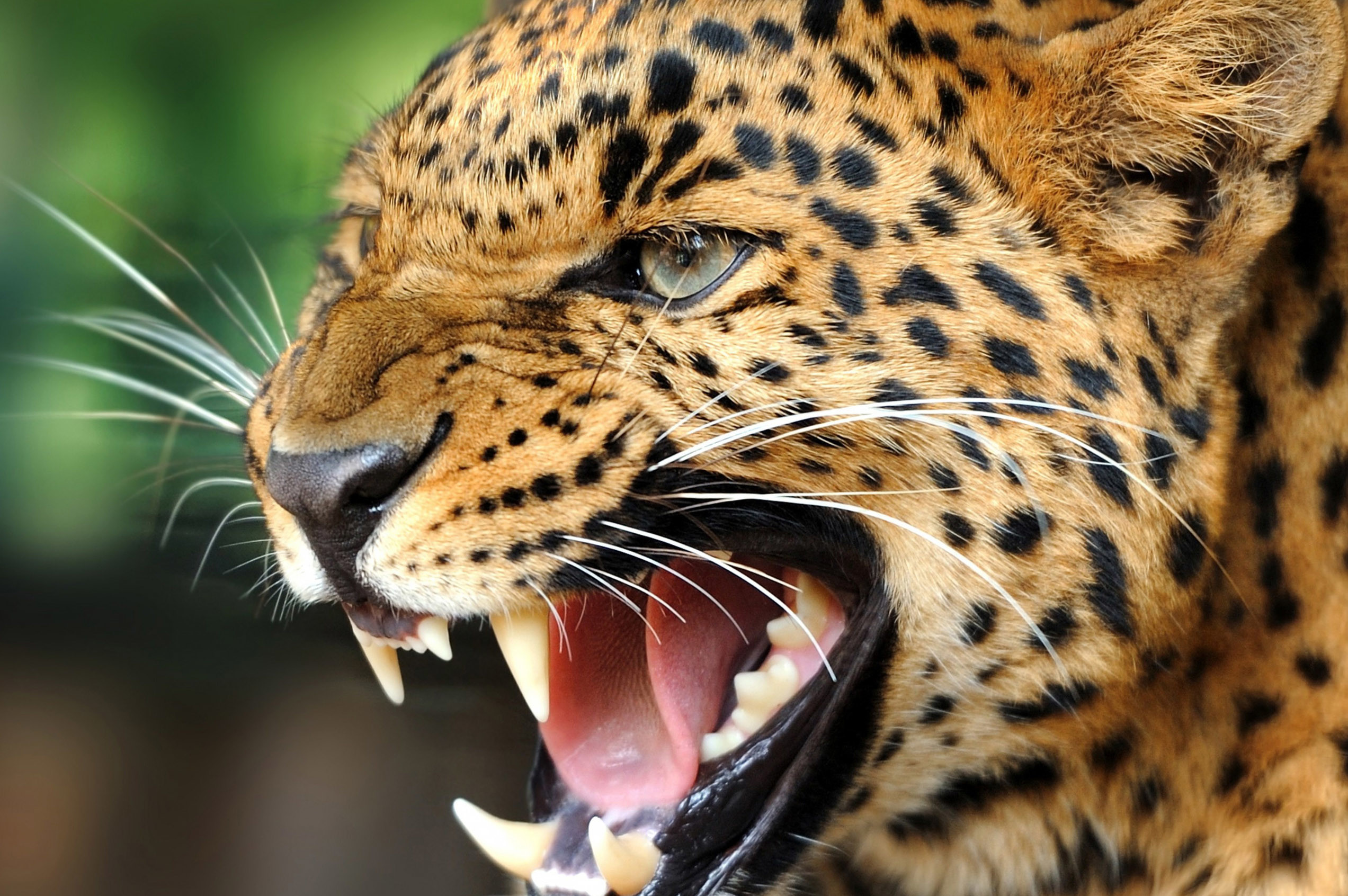 Animal Planet Wallpaper