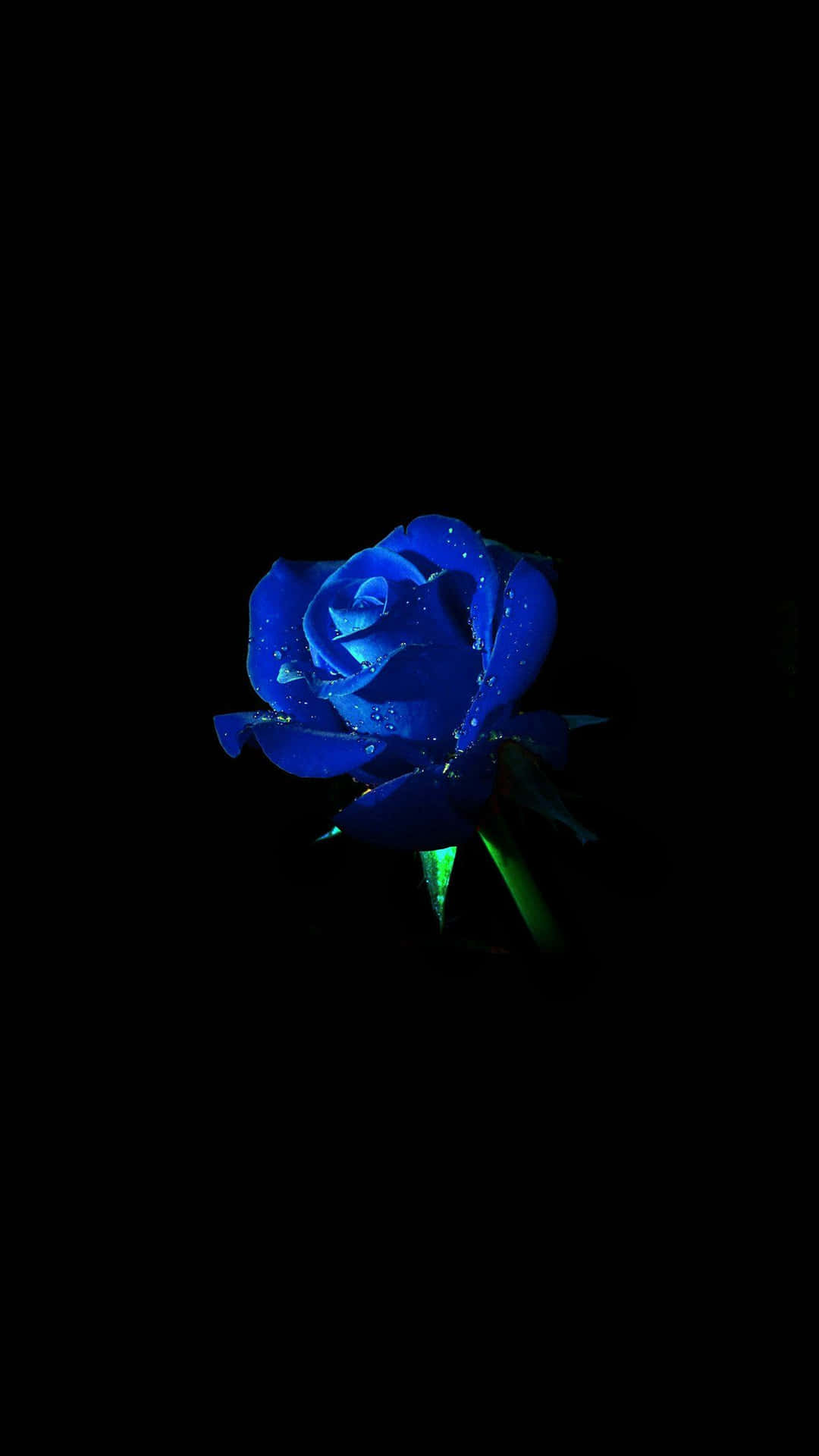 Blue Rose Wallpaper