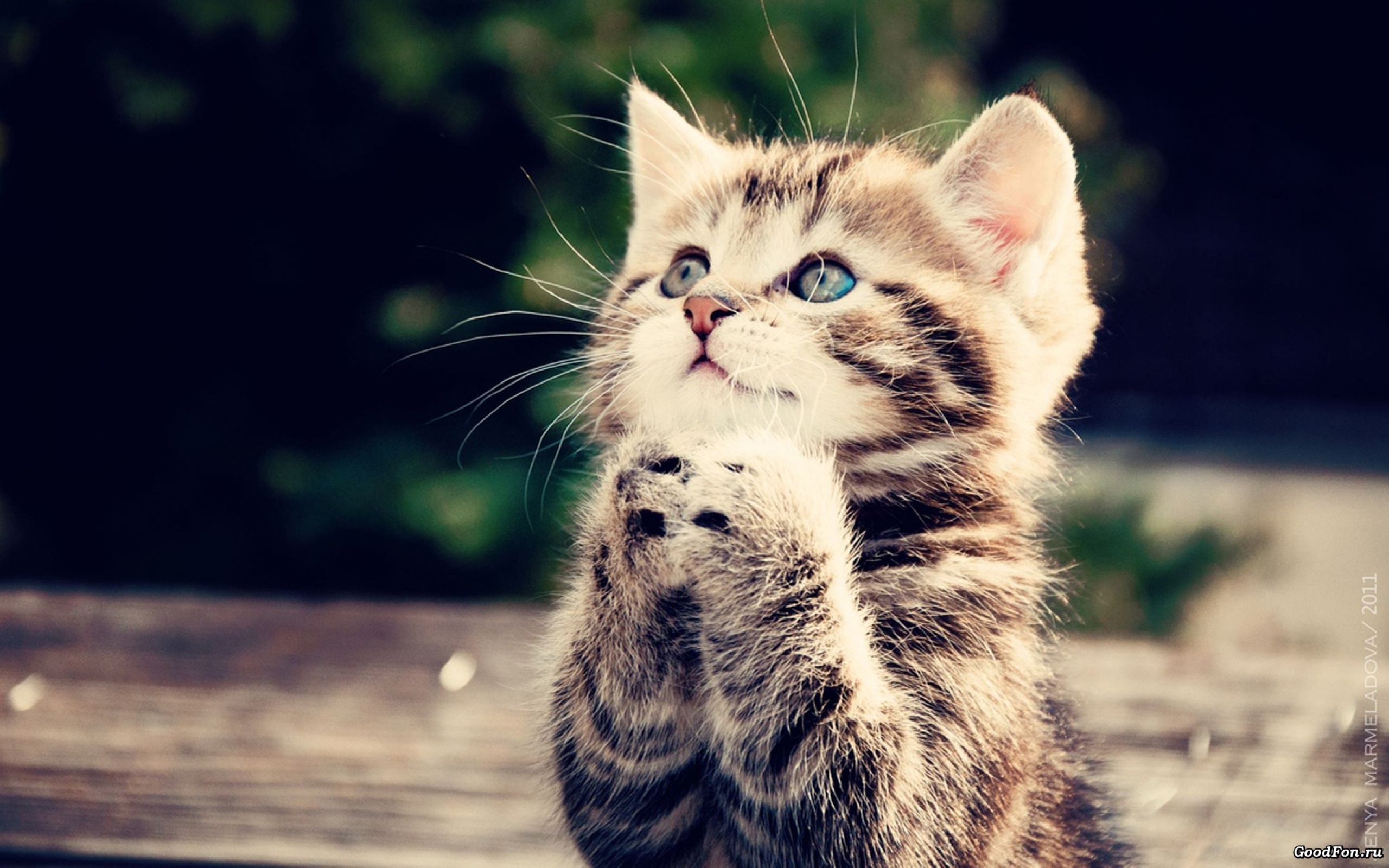 Free download Funny Cat Wallpaper Desktop [2560x1600] for your ...