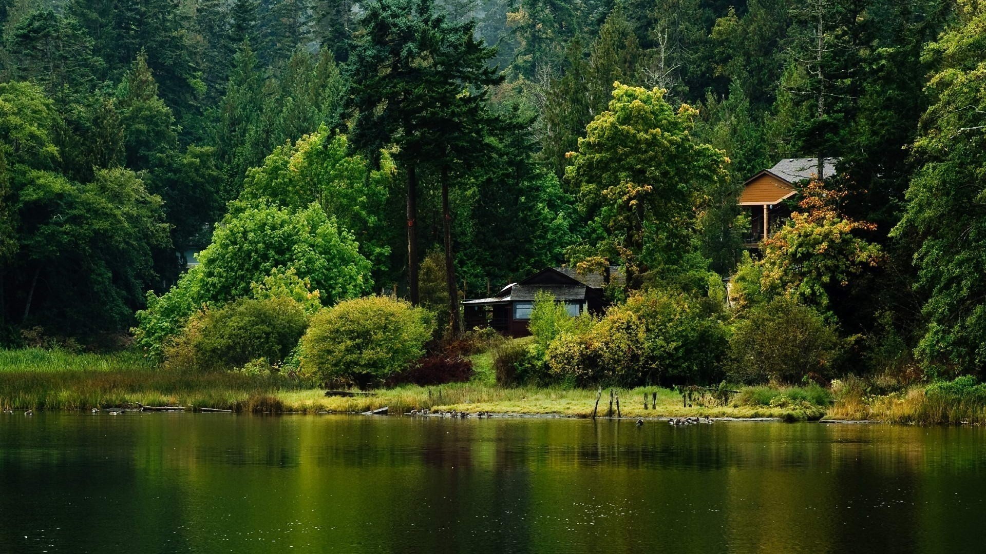 Serene lakefront cabin nestled in a lush green forest, surrounded by tranquil nature