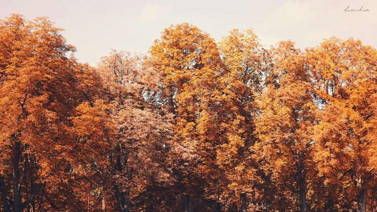 Suburbansider On Desktop In Wallpaper