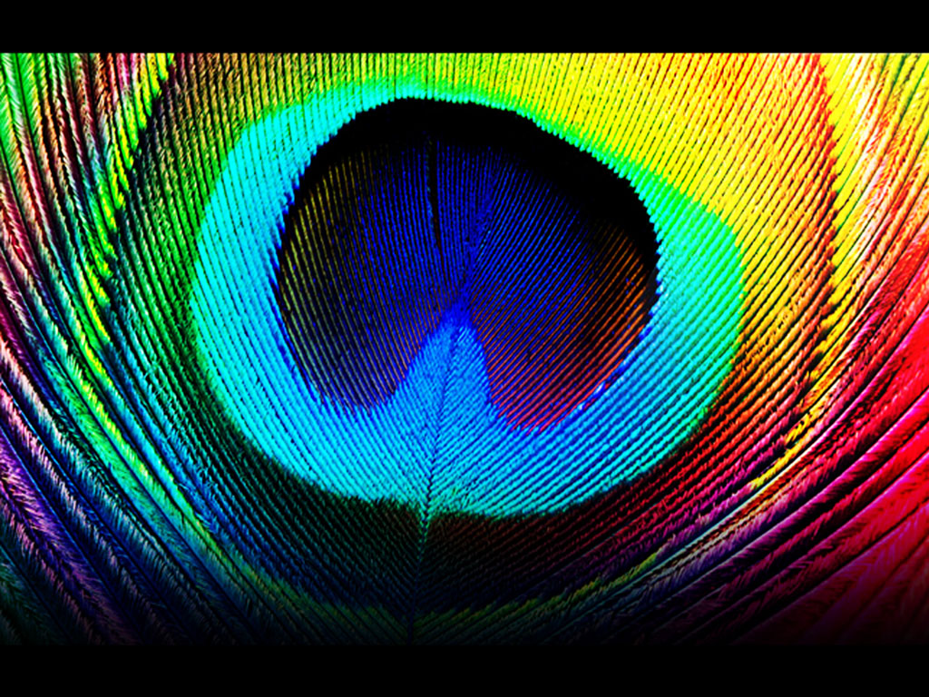 Tag Peacock Feathers Wallpapers Backgrounds PhotosImages and 1024x768