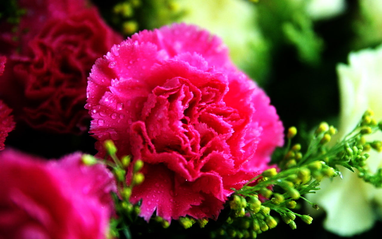 Mother Flower Carnations HD Wallpaper