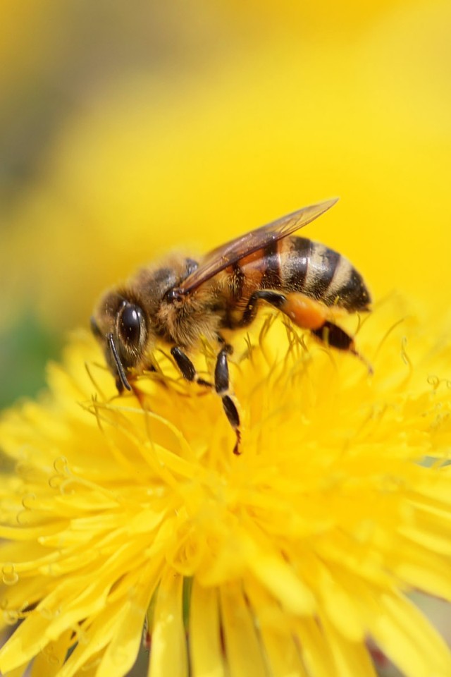 Bees Wallpaper - WallpaperSafari
