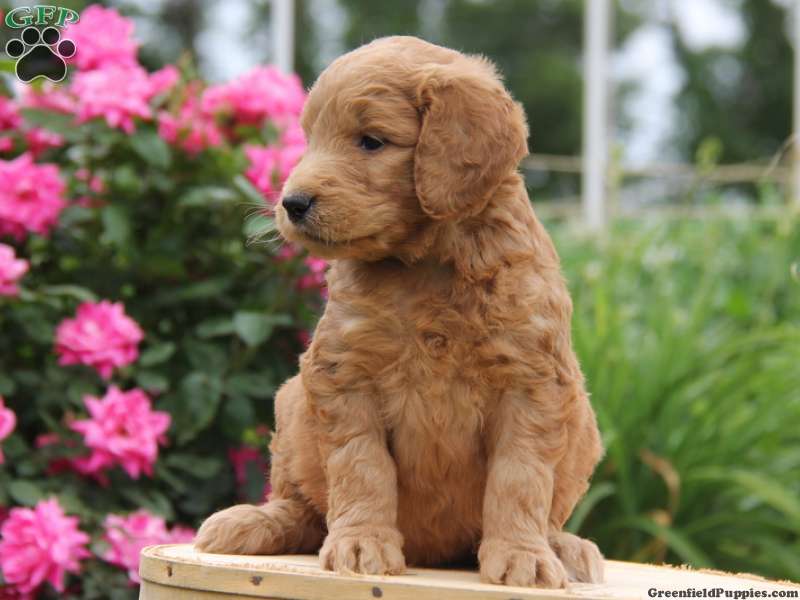 Free download Picture Of One Of Our Goldendoodle Puppies For Sale In