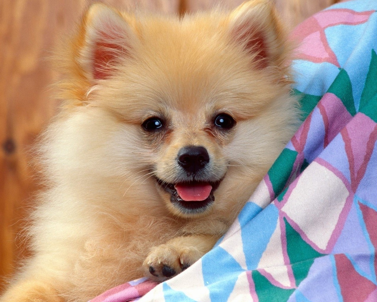 Lovely German Spitz Dog Photo And Wallpaper Beautiful