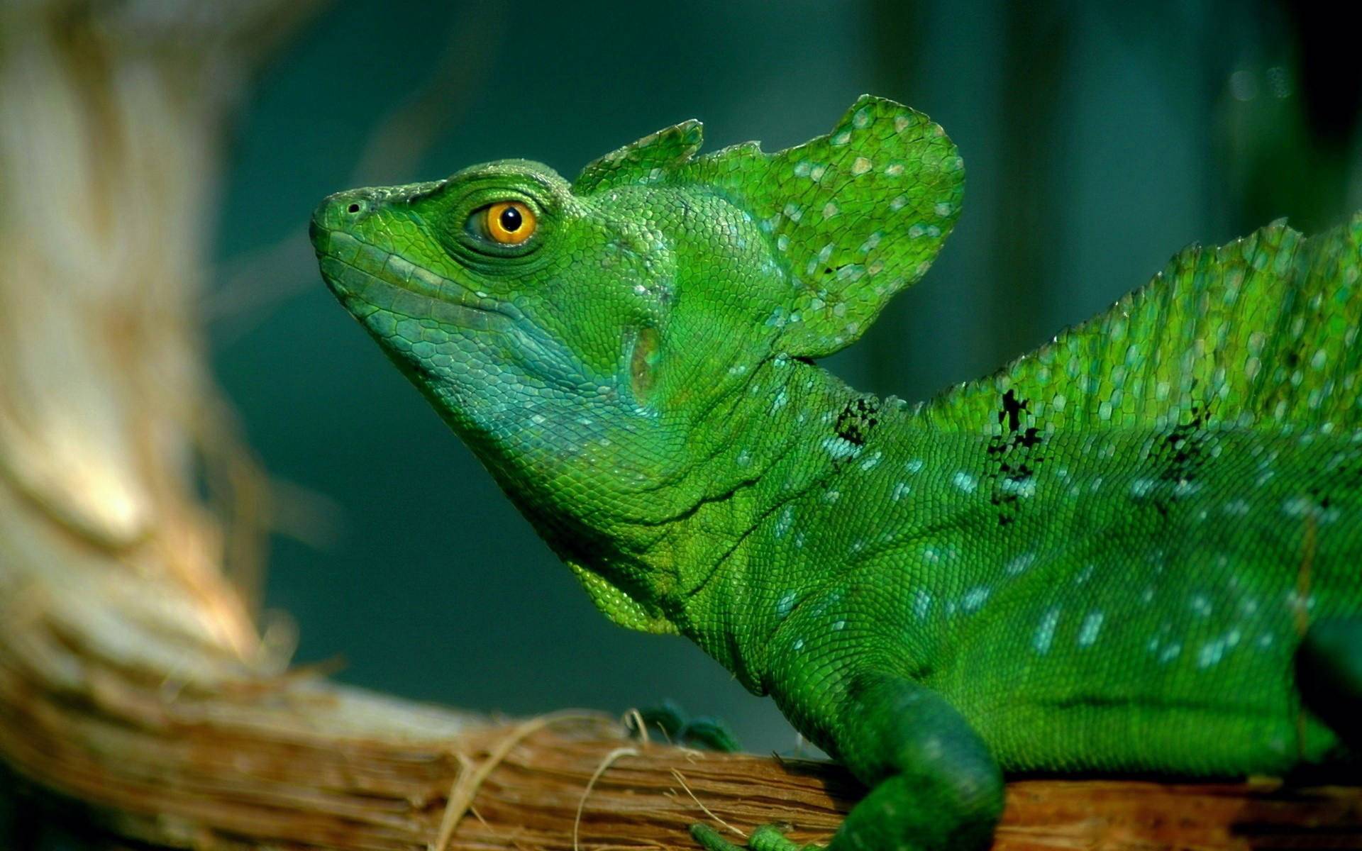 Green Lizard On Tree Widescreen HD Wallpaper