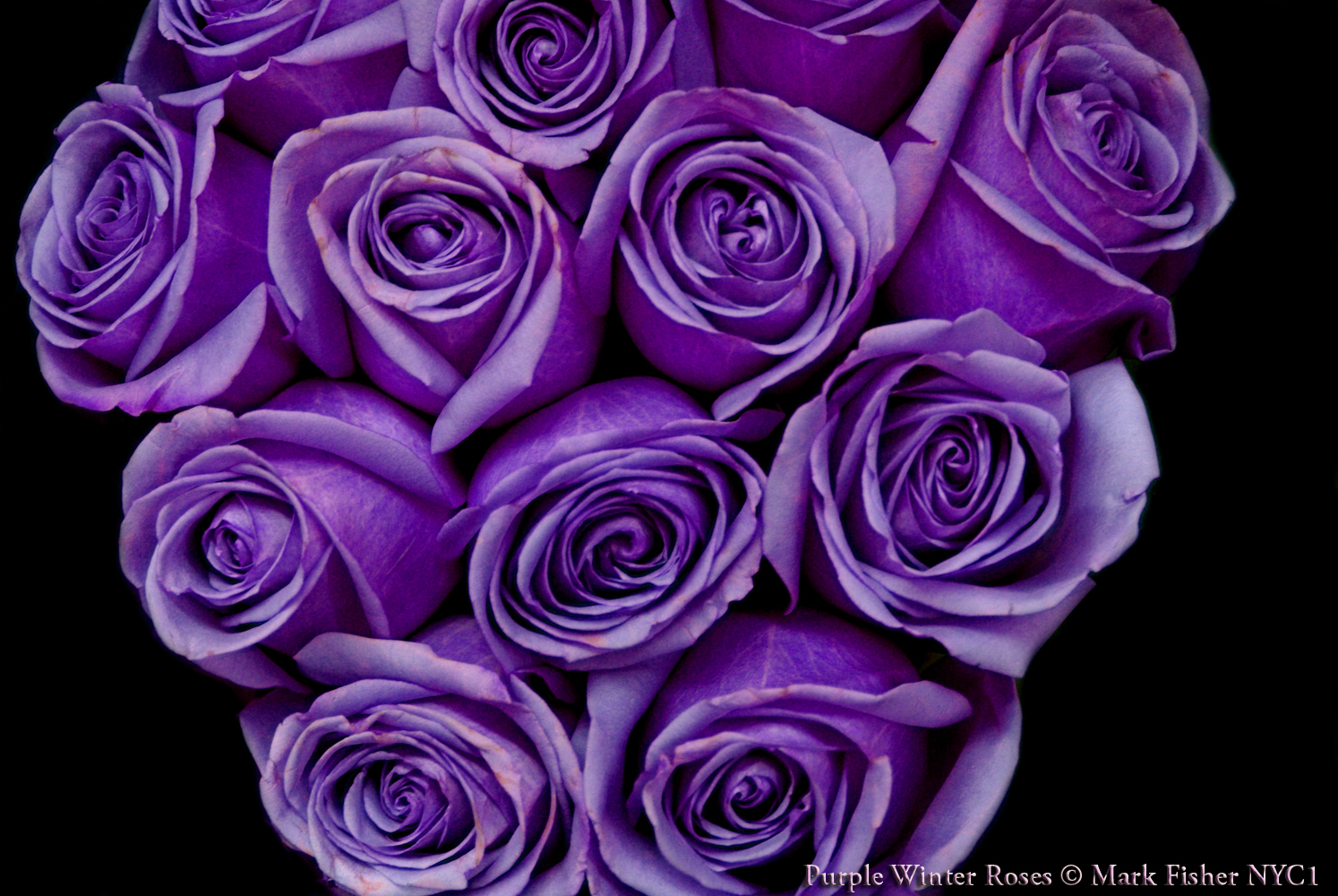 Purple Winter Roses Flowers Design Wallpaper On This Background
