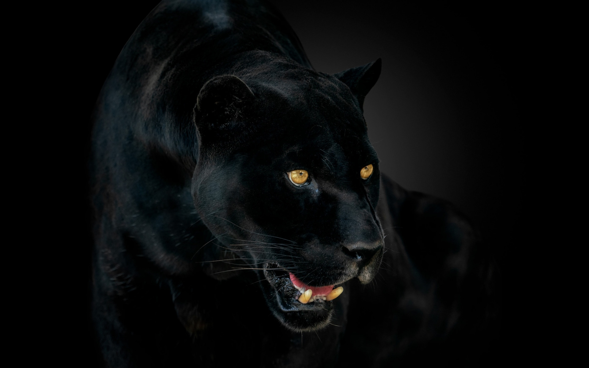 Wallpaper Panther Black Jaguar Wild Cat