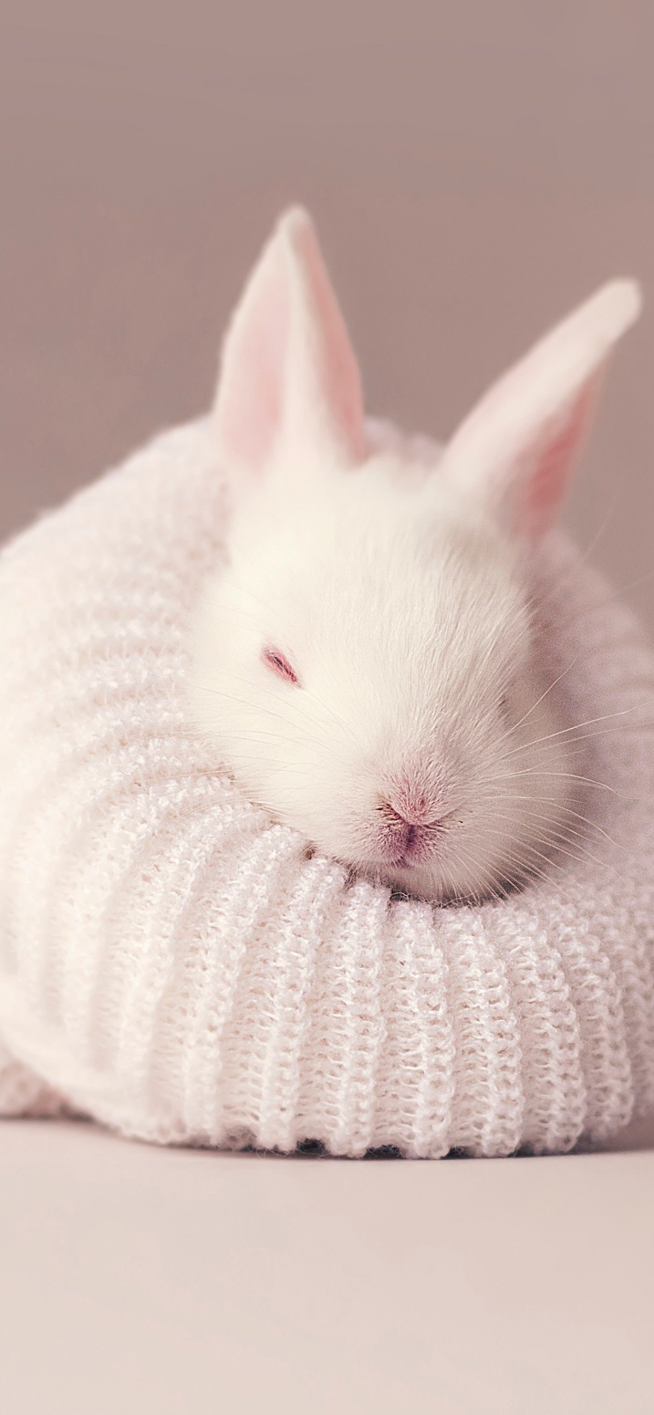 White Rabbit Wallpaper 4k Newborn Baby Bunny Sock Cute