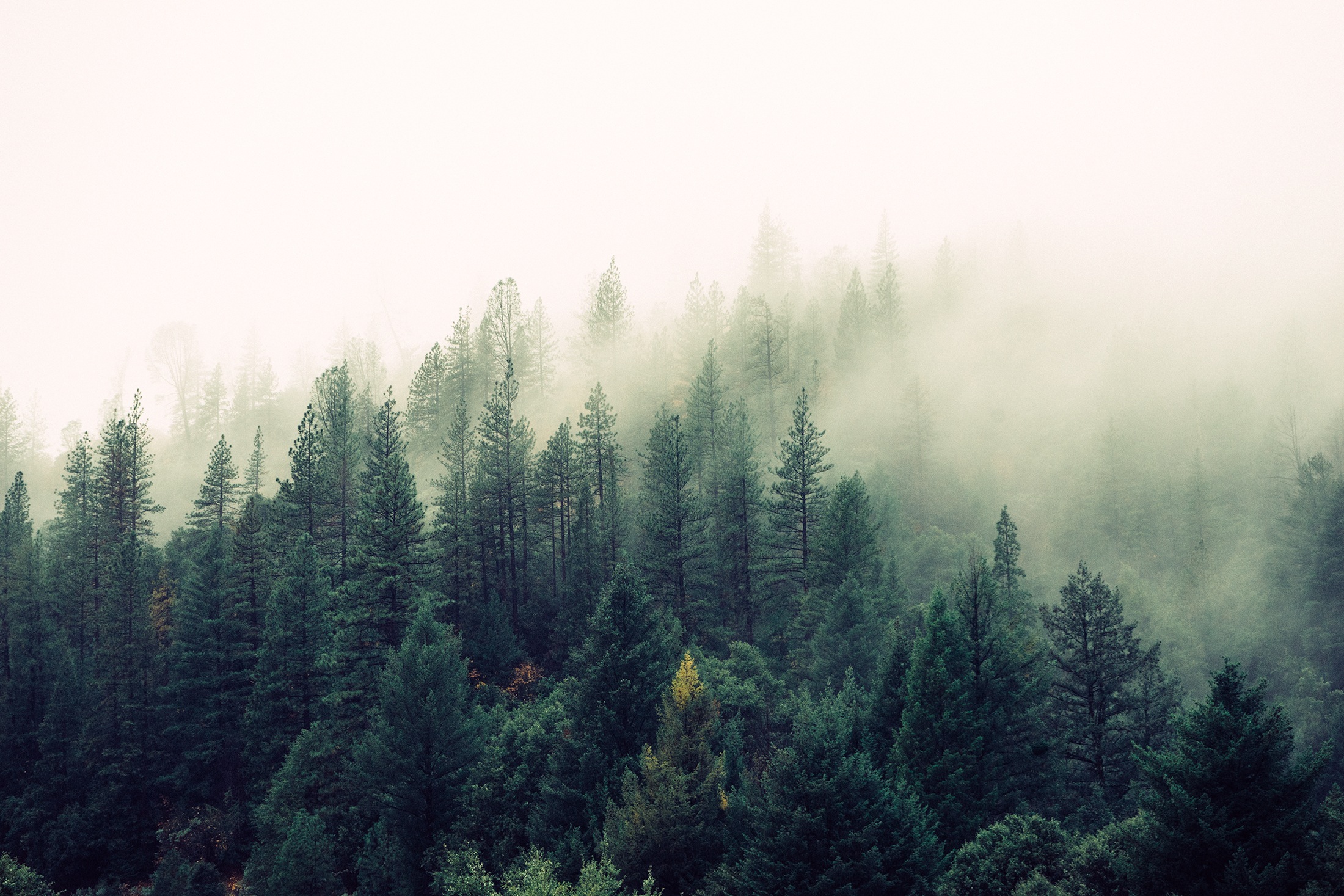 Fog Forest Haze Mysteric Nature Trees