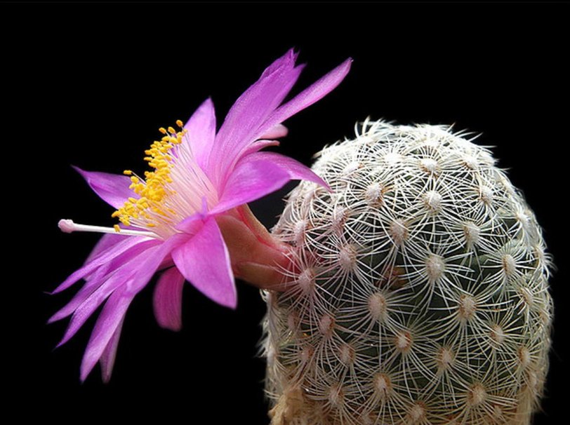Cactus Flower Wallpaper In The Desert