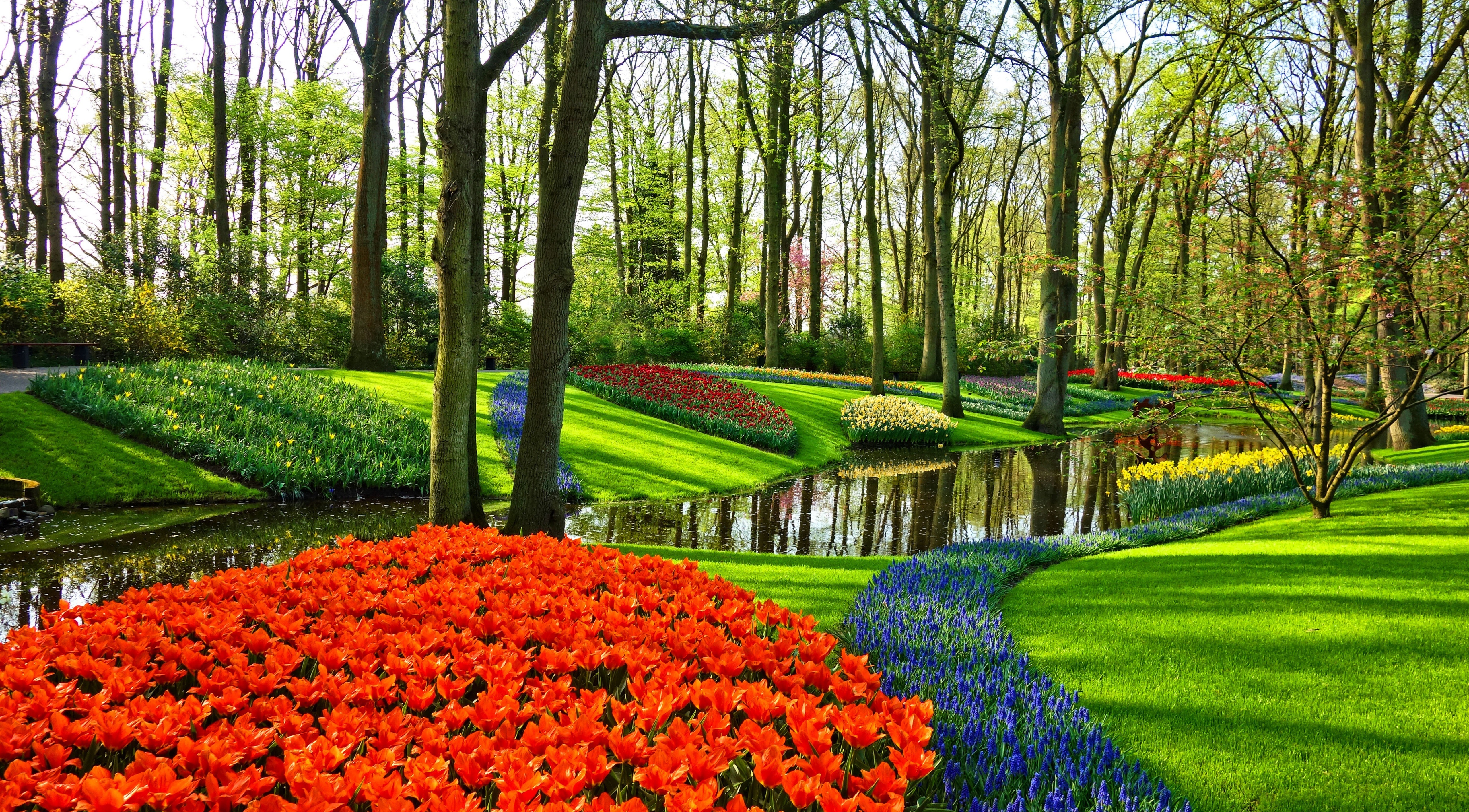 Tulip Garden In Holland 4k Ultra HD Wallpaper Background Image