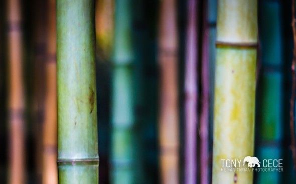 Bamboo Williamsburg Wallpaper If You Want To Add Some Linear Color