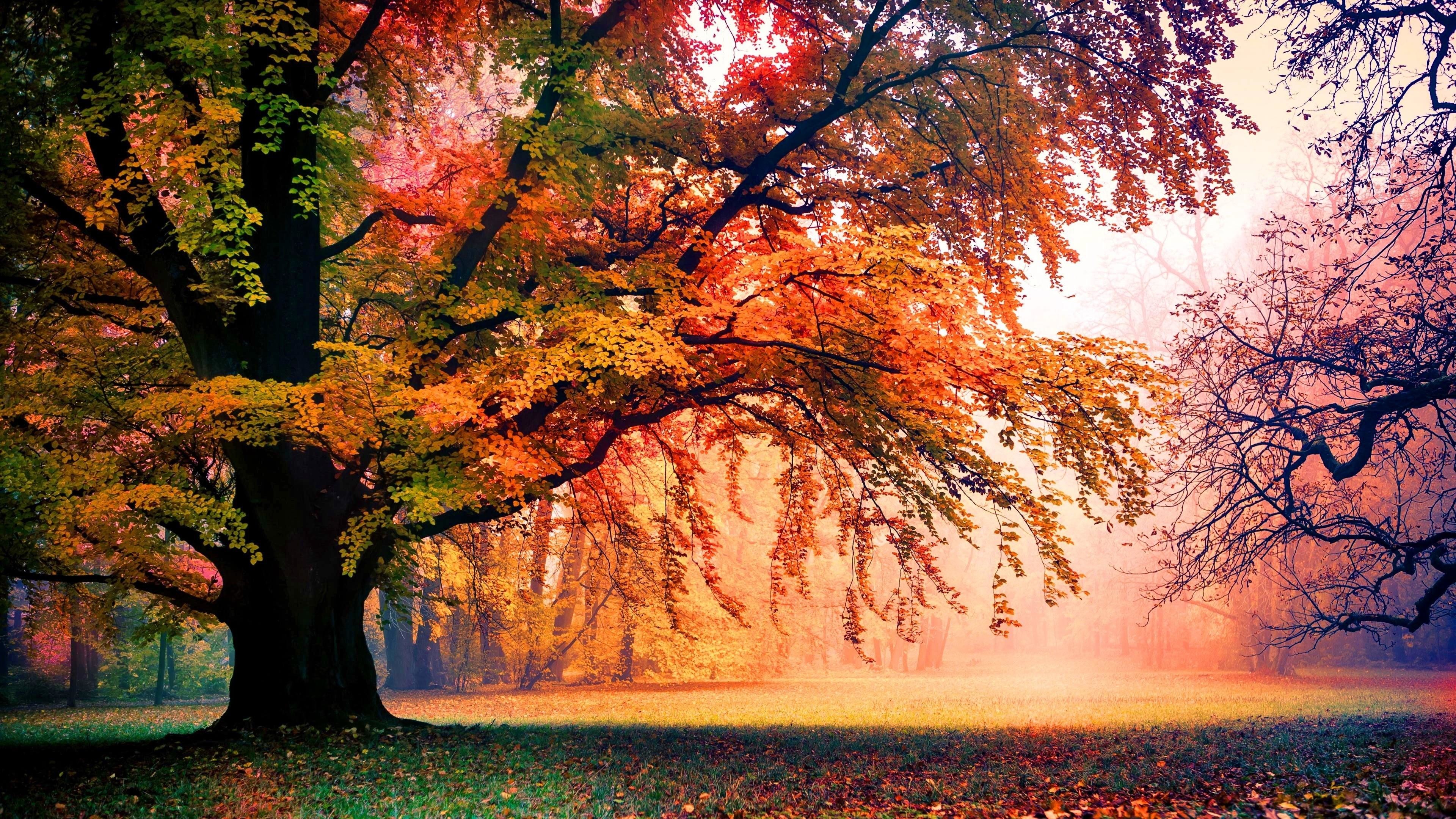 Colorful Autumn Trees Wallpaper Fall