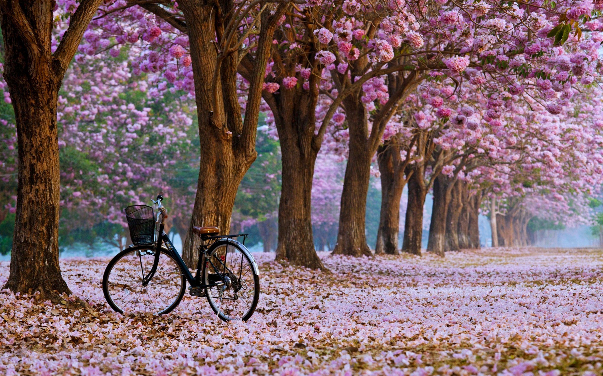 Beautiful Spring HD Background Wallpapercharlie