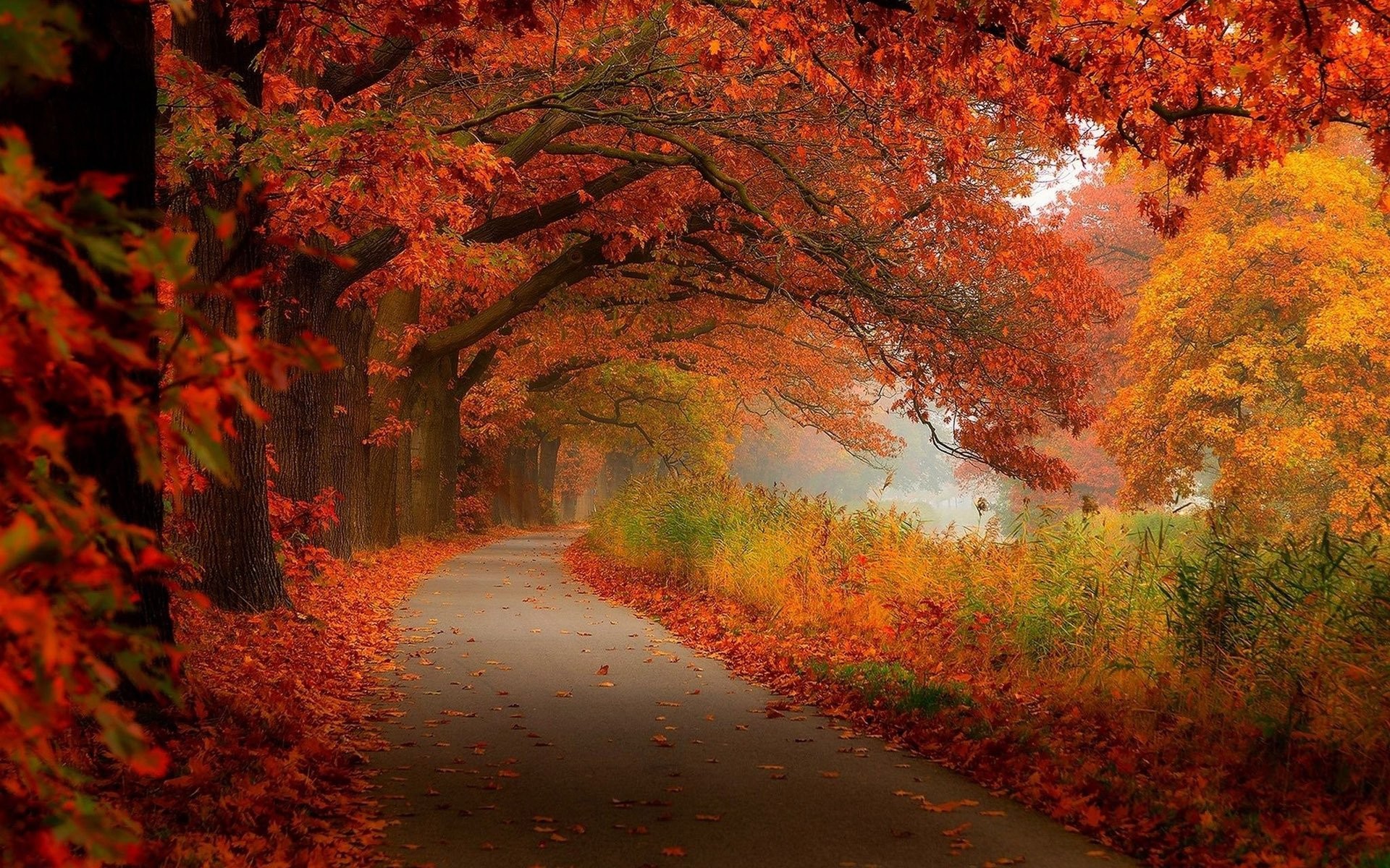 A picturesque autumn path winds through a tunnel of vibrant red and orange trees, with fallen leaves scattered on the ground, creating a warm and inviting fall scene