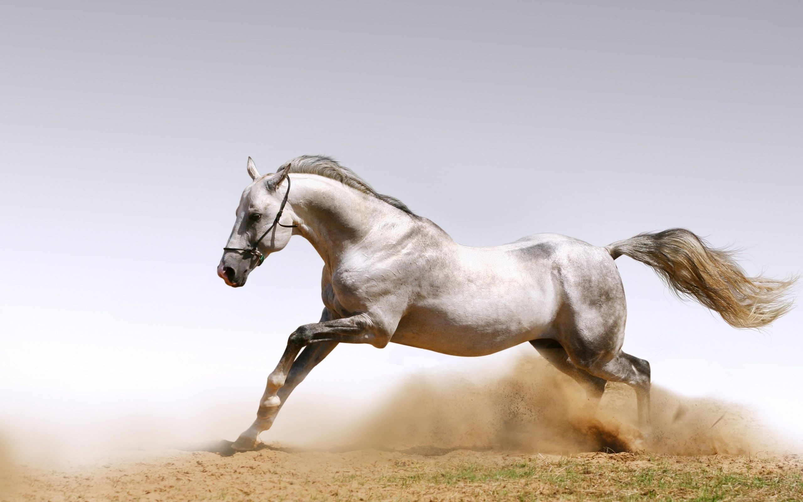 Horses Galloping Horse Gallop Manes Jumping Dust X HD Wallpaper
