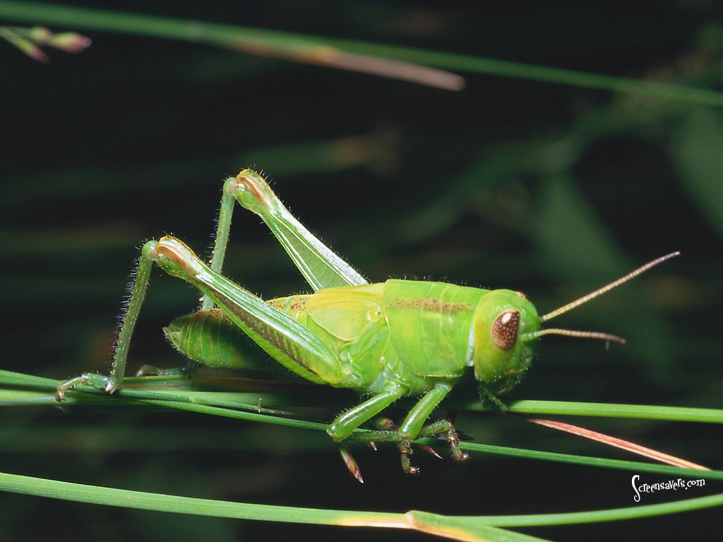 Grasshopper Picture For Desktop