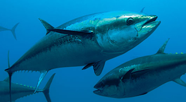Warning Radioactive Tuna Is Now Hitting Our Shores And