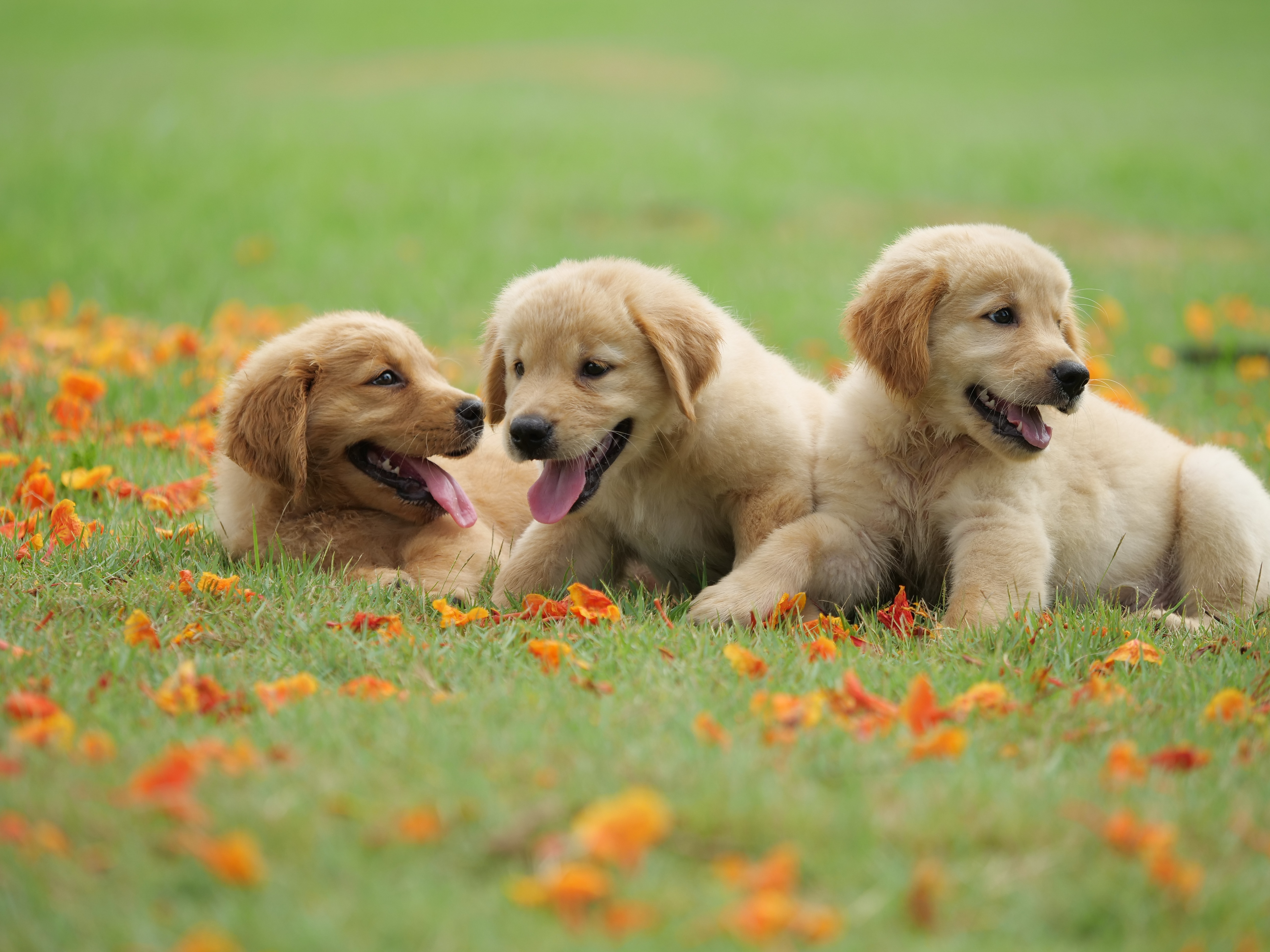 Three adorable golden retriever puppies play in a grassy field, surrounded by scattered orange flower petals. Their playful energy and innocent expressions capture the pure joy of puppyhood