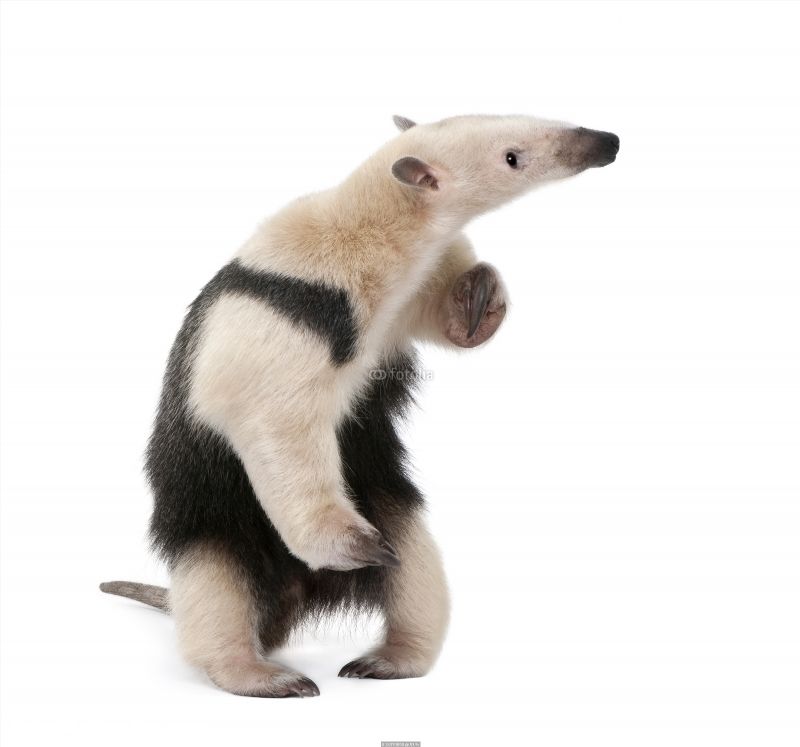 Collared Anteater Standing In Front Of White Background Poster Id
