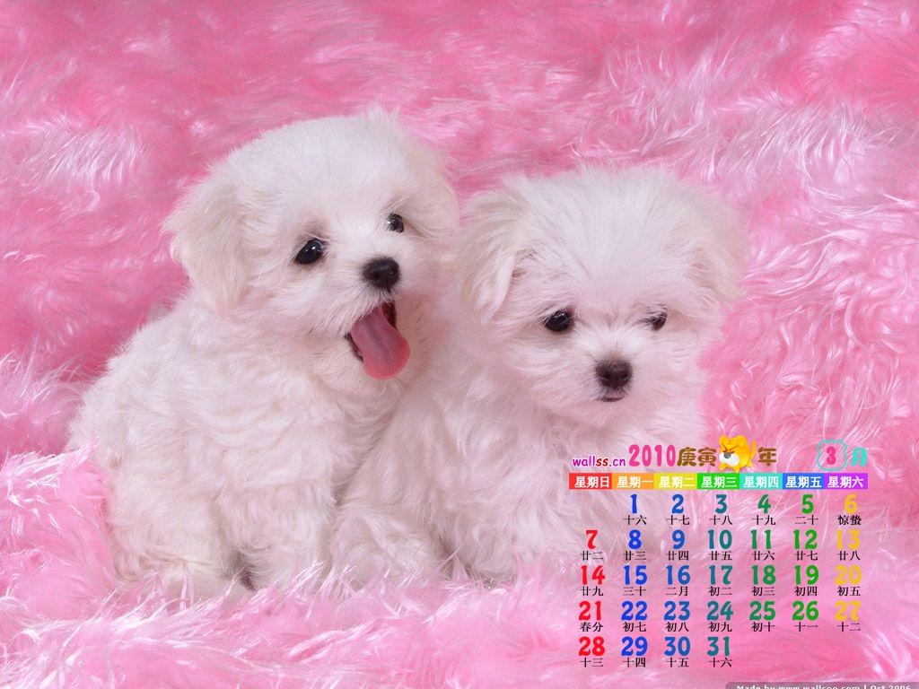 Download Dogs Cute Wallpaper 1024x768 Full HD Wallpapers 1024x768